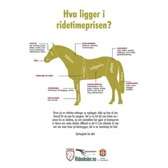 Plakat Hest A2 Illustrasjon av rideskoletimen